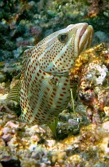 IMG_7439rc_Maldives_Madoogali_Merou elegant -Anyperodon leucogrammicus